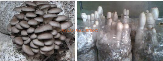 final packing fungus bags