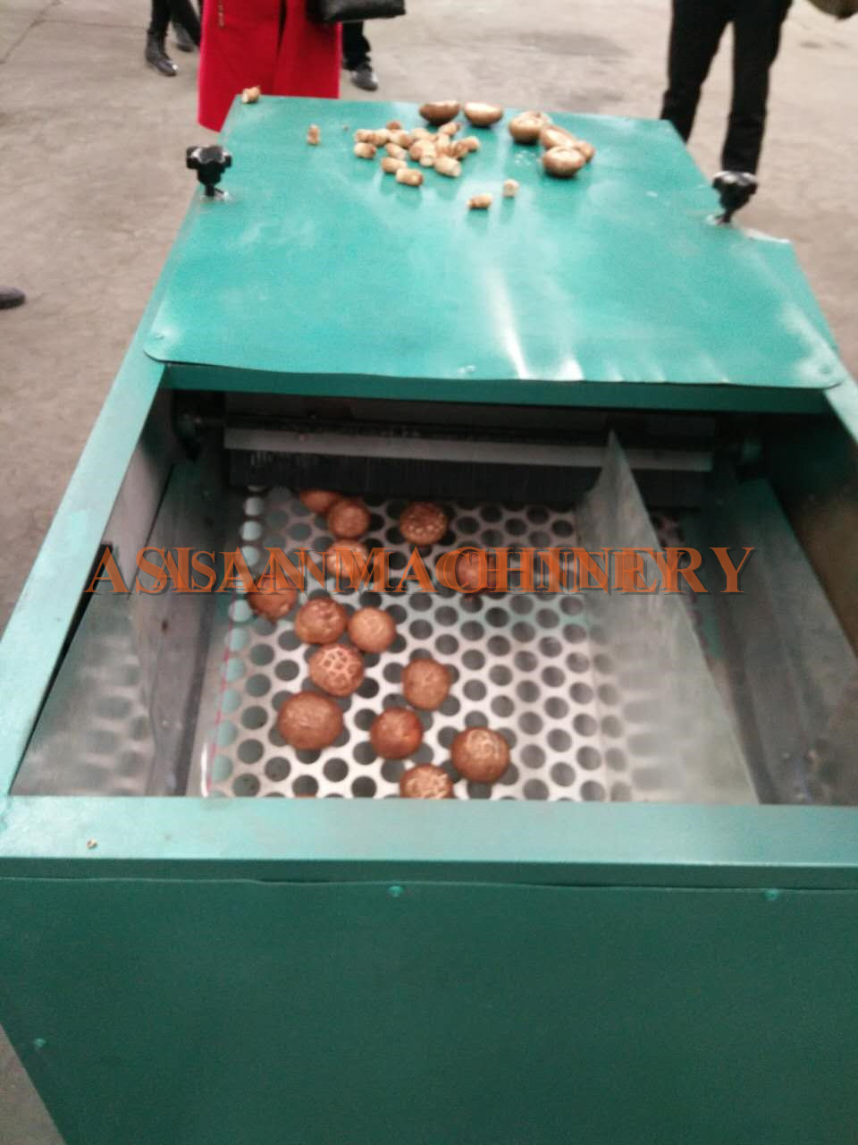 mushroom stem removing machine